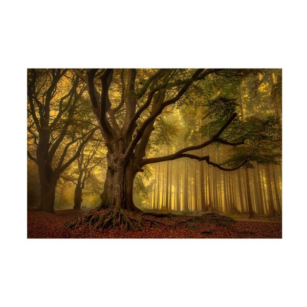 Trademark Fine Art Piet Haaksma 'Old Tree' Canvas Art, 12x19 1X14409